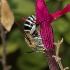 Amegilla (Zonamegilla) asserta at Higgins, ACT - 4 Mar 2024