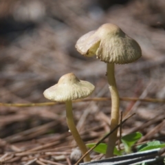 Unidentified Fungus at Brunswick Heads, NSW - 30 Mar 2024 by macmad