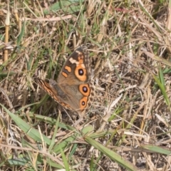 Junonia villida (Meadow Argus) at Hawker, ACT - 26 Mar 2024 by AlisonMilton