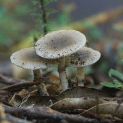 Amanita sp. (Amanita sp.) at Brunswick Heads, NSW - 30 Mar 2024 by macmad