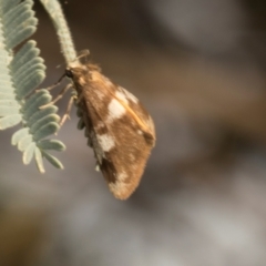 Anestia semiochrea (Marbled Footman) at Bonner, ACT - 18 Apr 2024 by AlisonMilton