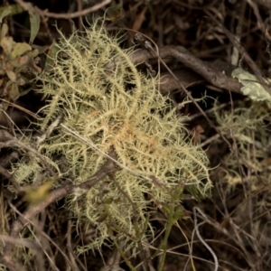 Usnea sp. (genus) at Mulligans Flat - 19 Apr 2024 10:08 AM