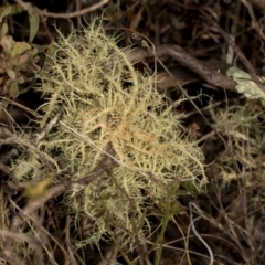 Usnea sp. (genus) at Mulligans Flat - 19 Apr 2024 by AlisonMilton