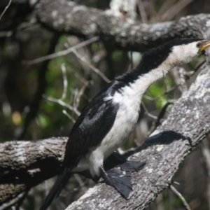 Microcarbo melanoleucos at Brunswick Heads, NSW - 30 Mar 2024 02:35 PM