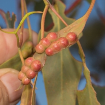 Eucalyptus insect gall at Mulligans Flat - 18 Apr 2024 by AlisonMilton