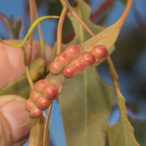 Eucalyptus insect gall at suppressed by AlisonMilton