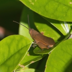 Unidentified Grasshopper, Cricket or Katydid (Orthoptera) at suppressed - 30 Mar 2024 by macmad