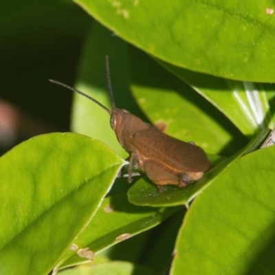 Unidentified Grasshopper, Cricket or Katydid (Orthoptera) at suppressed - 30 Mar 2024 by macmad