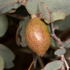 Apiomorpha sp. (genus) (A gall forming scale) at Sutton, NSW - 19 Apr 2024 by AlisonMilton