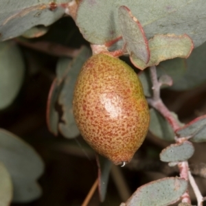 Eucalyptus insect gall at Sutton, NSW by AlisonMilton