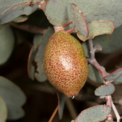 Eucalyptus insect gall at Mulligans Flat - 19 Apr 2024 by AlisonMilton