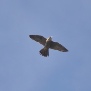 Falco peregrinus at Brunswick Heads, NSW - 31 Mar 2024 11:10 AM