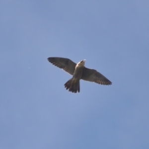 Falco peregrinus (Peregrine Falcon) at Brunswick Heads, NSW by macmad