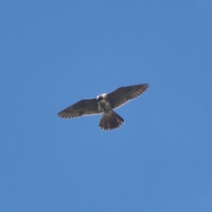 Falco peregrinus at Brunswick Heads, NSW - 31 Mar 2024 11:10 AM