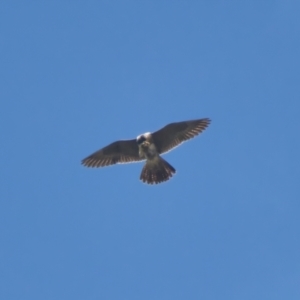 Falco peregrinus at Brunswick Heads, NSW - 31 Mar 2024