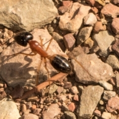 Camponotus consobrinus (Banded sugar ant) at Mulligans Flat - 19 Apr 2024 by AlisonMilton