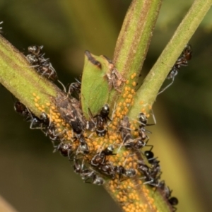 Iridomyrmex sp. (genus) (Ant) at Sutton, NSW by AlisonMilton