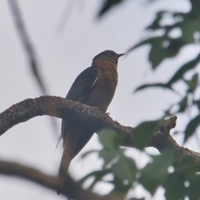 Cacomantis flabelliformis (Fan-tailed Cuckoo) at Wallum - 31 Mar 2024 by macmad