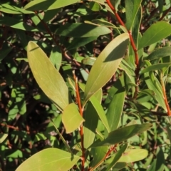 Hakea salicifolia subsp. salicifolia at Urambi Hills - 27 Apr 2024