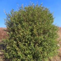 Hakea salicifolia subsp. salicifolia at Urambi Hills - 27 Apr 2024