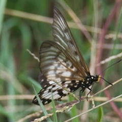 Acraea andromacha (Glasswing) at Wallum - 31 Mar 2024 by macmad