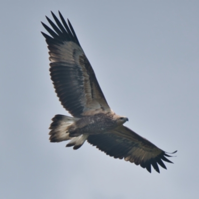 Haliaeetus leucogaster (White-bellied Sea-Eagle) at Brunswick Heads, NSW - 31 Mar 2024 by macmad