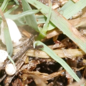 Unidentified Cap on a stem; gills below cap [mushrooms or mushroom-like] at suppressed by WendyEM