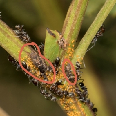 Acizzia acaciaedecurrentis (Early Green Wattle Psyllid) at Sutton, NSW - 19 Apr 2024 by AlisonMilton