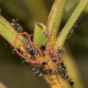 Acizzia acaciaedecurrentis at Sutton, NSW - 19 Apr 2024