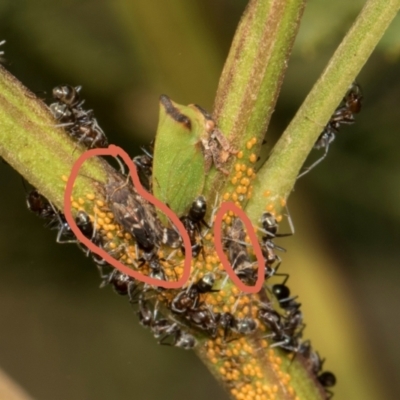 Unidentified True bug (Hemiptera, Heteroptera) at Sutton, NSW - 19 Apr 2024 by AlisonMilton