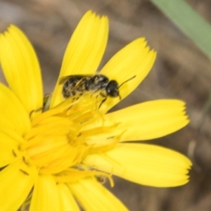 Lasioglossum (Homalictus) sp. (genus & subgenus) at Hawker, ACT - 27 Mar 2024