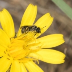 Unidentified Bee (Hymenoptera, Apiformes) at Hawker, ACT - 26 Mar 2024 by AlisonMilton