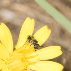 Lasioglossum (Homalictus) sp. (genus & subgenus) at Hawker, ACT - 27 Mar 2024