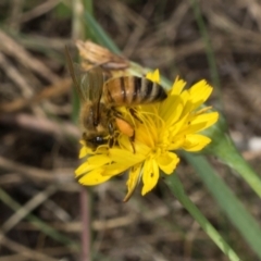 Unidentified Bee (Hymenoptera, Apiformes) at Hawker, ACT - 26 Mar 2024 by AlisonMilton