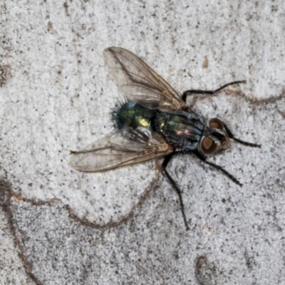 Chlorotachina sp. (genus) (A bristle fly) at Hawker, ACT - 27 Mar 2024 by AlisonMilton