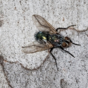 Unidentified True fly (Diptera) at Hawker, ACT by AlisonMilton
