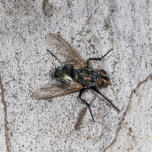 Chlorotachina sp. (genus) at Hawker, ACT - 27 Mar 2024 10:13 AM