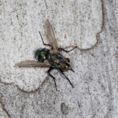 Chlorotachina sp. (genus) at Hawker, ACT - 27 Mar 2024 10:13 AM