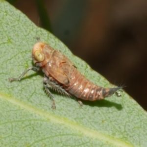 Cicadellidae (family) at WendyM's farm at Freshwater Ck. - 14 Dec 2023 06:49 PM