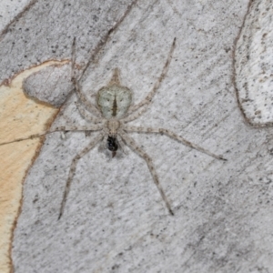 Tamopsis eucalypti at Hawker, ACT - 27 Mar 2024 10:22 AM