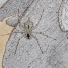 Unidentified Other hunting spider at Hawker, ACT - 26 Mar 2024 by AlisonMilton