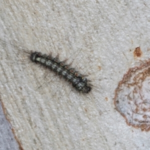 Anestia (genus) at Hawker, ACT - 27 Mar 2024 10:24 AM