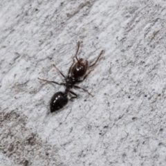 Crematogaster sp. (genus) (Acrobat ant, Cocktail ant) at Hawker, ACT - 26 Mar 2024 by AlisonMilton