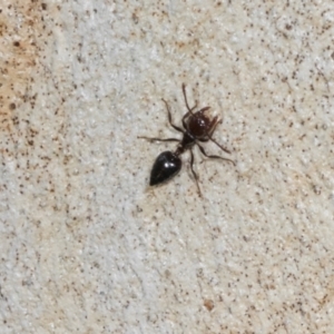 Crematogaster sp. (genus) at Hawker, ACT - 27 Mar 2024