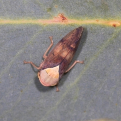 Brunotartessus fulvus (Yellow-headed Leafhopper) at Hawker, ACT - 27 Mar 2024 by AlisonMilton