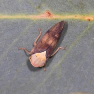 Brunotartessus fulvus (Yellow-headed Leafhopper) at Hawker, ACT by AlisonMilton