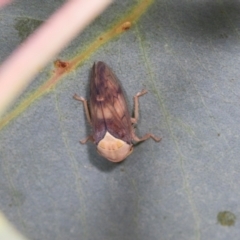 Brunotartessus fulvus at Hawker, ACT - 27 Mar 2024