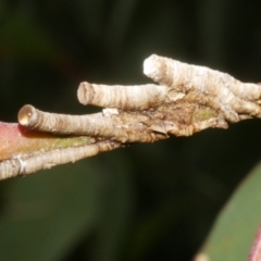 Chaetophyes compacta (Tube spittlebug) at WendyM's farm at Freshwater Ck. - 28 Dec 2023 by WendyEM