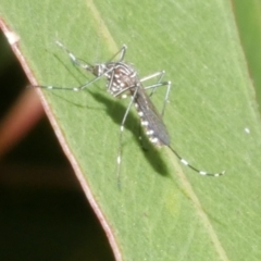 Aedes sp. (genus) at suppressed - 28 Dec 2023 by WendyEM