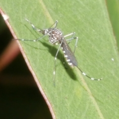 Aedes sp. (genus) at WendyM's farm at Freshwater Ck. - 28 Dec 2023 by WendyEM